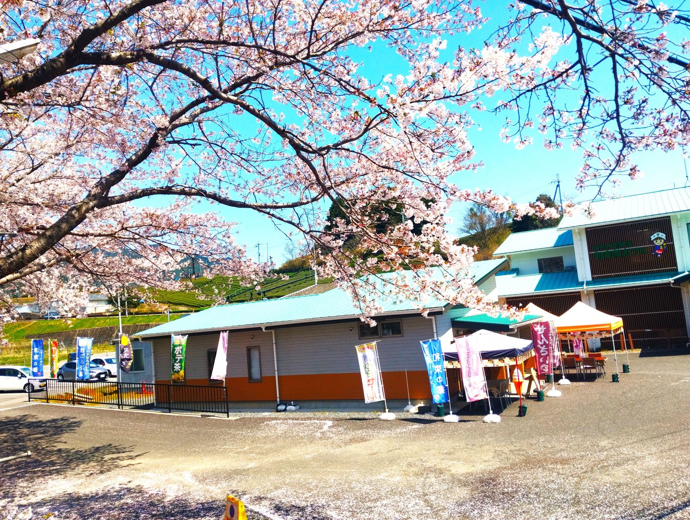 満開の桜ごしに見る、交流ステーション和束の郷の店舗