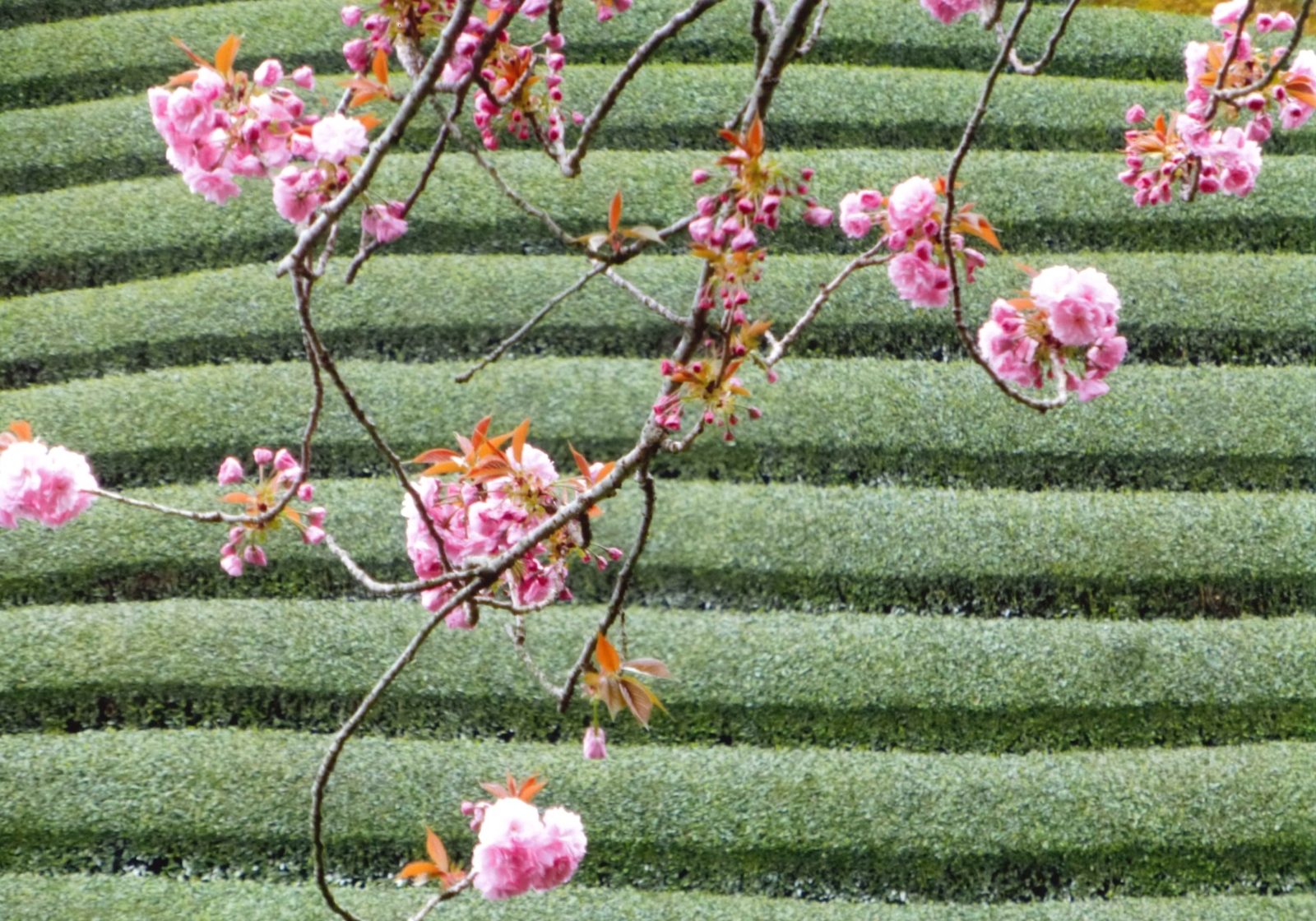 春 ─ 石寺・桜と茶畑